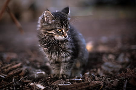 Brown Tabby Cat Stepping on Brown Dirt thumbnail