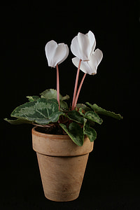 white flowers in pot thumbnail