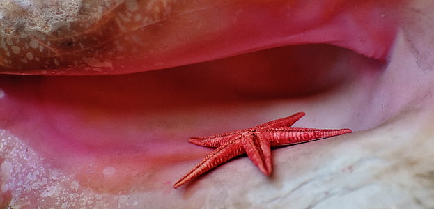 red starfish on white-and-red surfae thumbnail