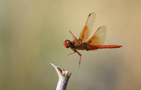 orange dragonfly near tree branch thumbnail