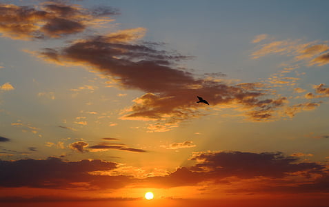 bird flying during sun set thumbnail