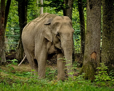 gray elephant thumbnail