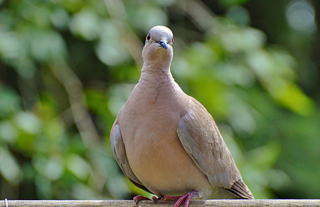 selective focus photography of beige bird perched on brand thumbnail