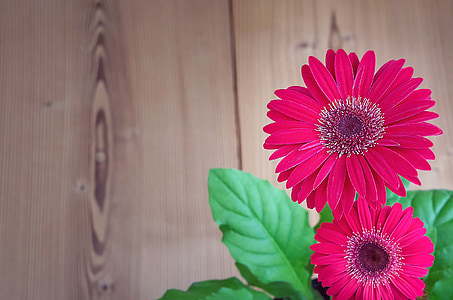 selective focus photography of pink petaled flower thumbnail