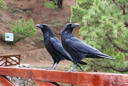 two black crows on brown wooden planks thumbnail