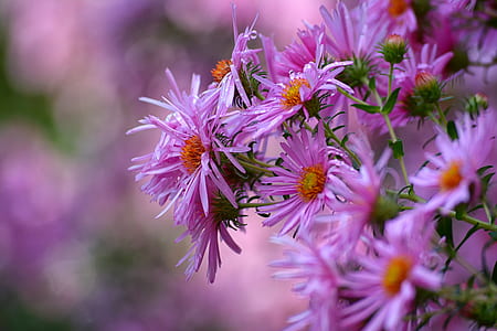 purple daisies thumbnail
