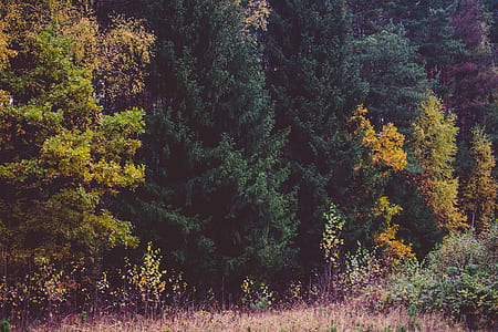 dawn, landscape, nature, forest thumbnail