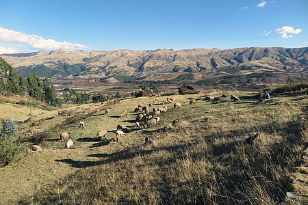 aerial photo of herb of goats thumbnail