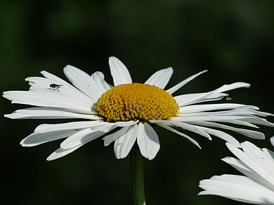 selective focus photography of white daisy thumbnail