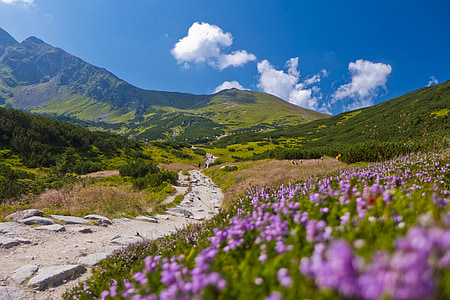 empty pathway between grass field toward mountain thumbnail
