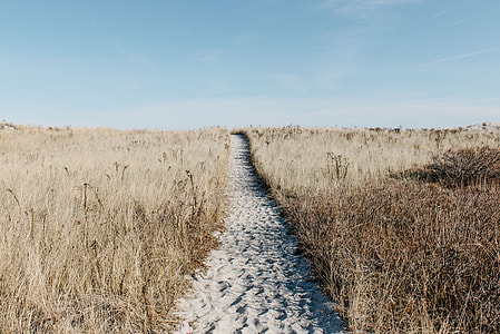 road surrounded by dried leaves thumbnail