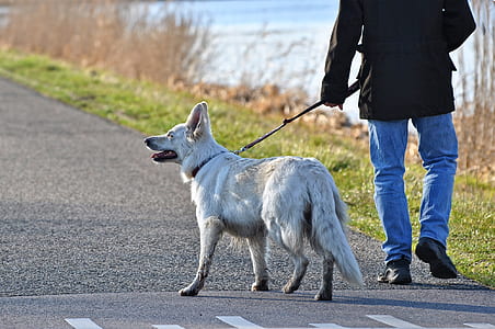 person walking with medium-coated white dog on concrete road during daytime thumbnail