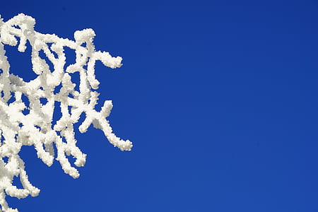 selective focus photography of white coral thumbnail