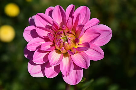 selective focus pink petaled flower in full bloom thumbnail