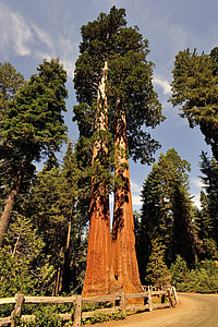 The giant trees of Sequoia National Park, California thumbnail