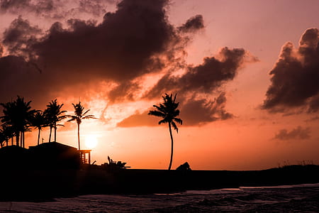silhouette of palm trees on seashore during sunset thumbnail