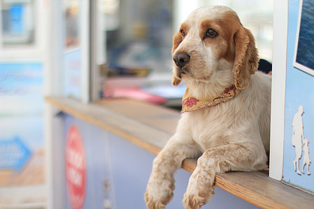 selective focus photography of adult white and brown American cocker spaniel lying on brown wood board panel thumbnail