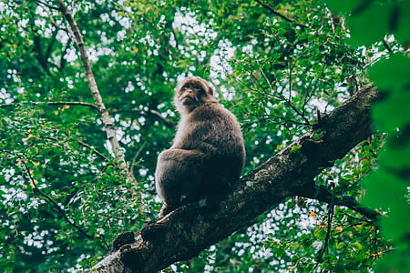 ape sitting on tree branch thumbnail