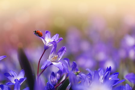 purple flower in macro shot photography thumbnail