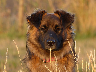 adult black and tan German shepherd sits on grass field during daytime thumbnail