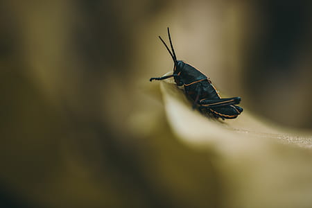 selective focus photography of black cricket perched on brown leaf thumbnail