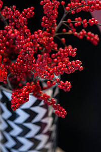 Red rowan in a black-and-white pot thumbnail