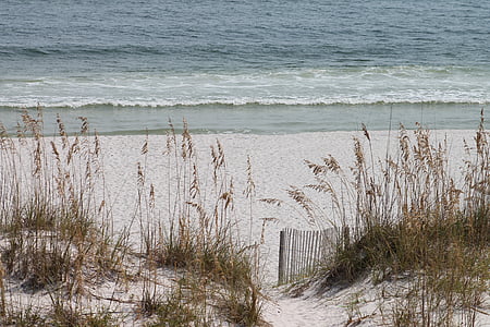 photo of brown grass near seashore thumbnail