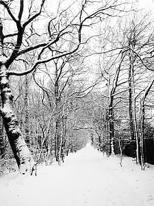 grayscale photography of pathway between trees thumbnail