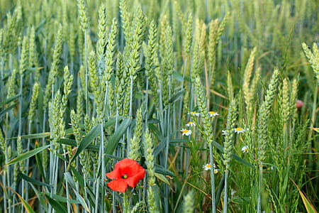 red poppy flower and green wheat plants thumbnail