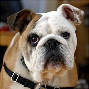white and brown bulldog thumbnail