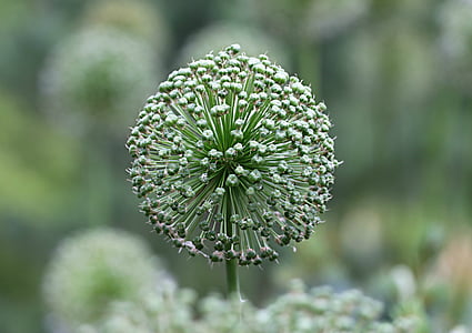 close up photography of white thistle flower thumbnail