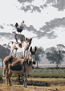 black and white rooster on black and white cat on white and tan dog on black and brown donkey under white clouds thumbnail
