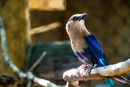 Indian Roller Bird Perched on Branch of Tree thumbnail