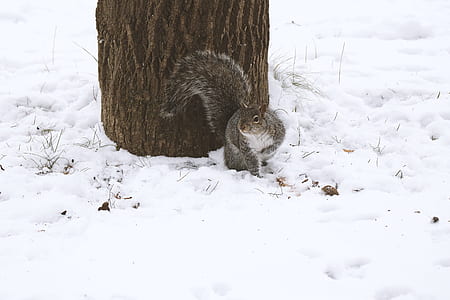squirrel beside tree during winter thumbnail