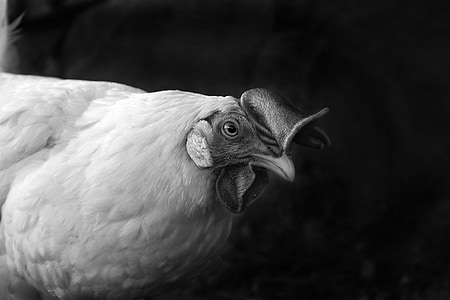 grayscale photo of hen thumbnail