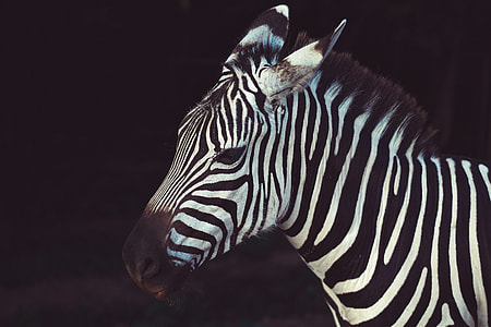 zebra thumbnail