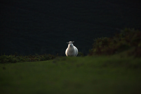 white sheep standing on green grass thumbnail