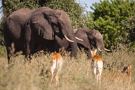 two black elephants and two brown deer on green grass field with trees at distance thumbnail