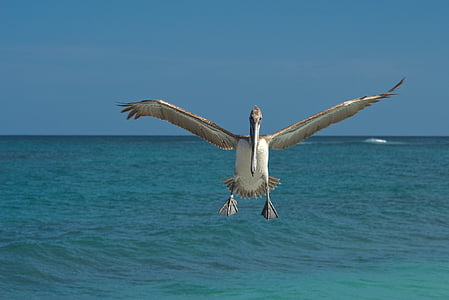 brown and beige bird near blue ocean thumbnail