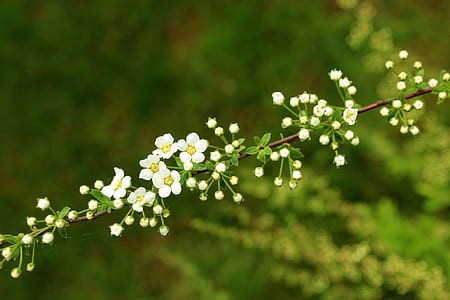 selective focus photography of white flower thumbnail