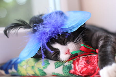 close-up photography of black and white kitten sleeping on multicolor floral textile thumbnail