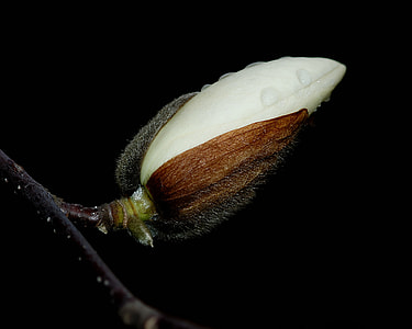 close up photography of white magnolia flower bud thumbnail