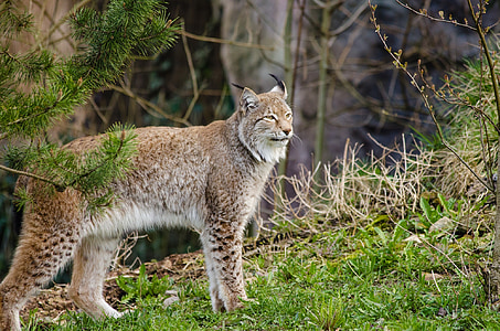 brown lynx tiger on forest thumbnail