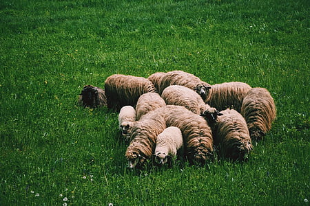 herd of sheep thumbnail