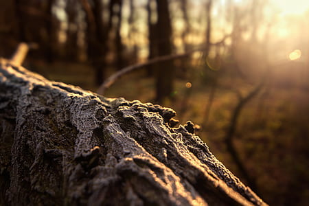 close-up photo of tree branch thumbnail