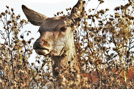 shallow photography of brown giraffe thumbnail