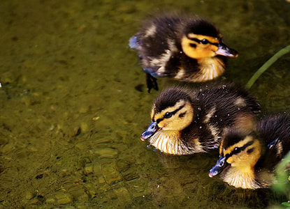 three black-and-yellow ducklings thumbnail