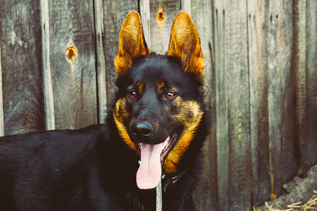 focus photography of short-coated brown and black dog thumbnail