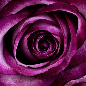 purple rose flower thumbnail