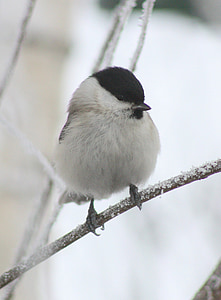 selective focus photography of black-capped chickadee thumbnail